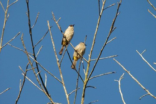 Sổ tay du lịch so tay du lich Sotaydulich Sotay Dulich Khampha Kham Pha Bui Thiên nhiên hoang dã ở núi Dinh