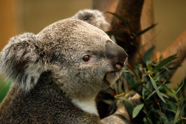 Sổ tay du lịch so tay du lich Sotaydulich Sotay Dulich Khampha Kham Pha Bui Đáng yêu loài gấu Koala