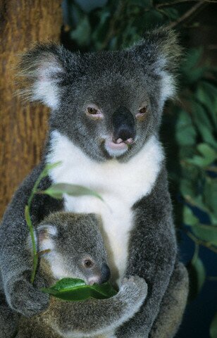 Sổ tay du lịch so tay du lich Sotaydulich Sotay Dulich Khampha Kham Pha Bui Đáng yêu loài gấu Koala