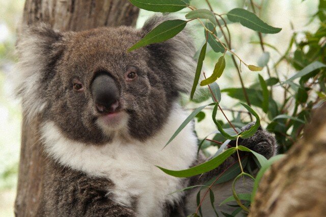 Sổ tay du lịch so tay du lich Sotaydulich Sotay Dulich Khampha Kham Pha Bui Đáng yêu loài gấu Koala