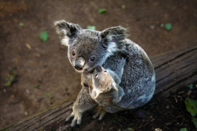 Sổ tay du lịch so tay du lich Sotaydulich Sotay Dulich Khampha Kham Pha Bui Đáng yêu loài gấu Koala