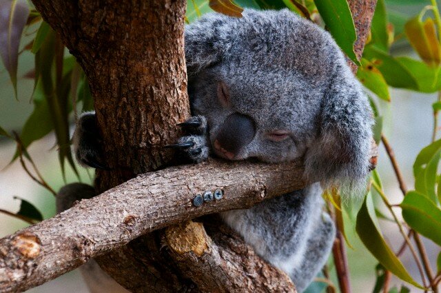 Sổ tay du lịch so tay du lich Sotaydulich Sotay Dulich Khampha Kham Pha Bui Đáng yêu loài gấu Koala