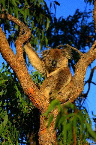 Sổ tay du lịch so tay du lich Sotaydulich Sotay Dulich Khampha Kham Pha Bui Đáng yêu loài gấu Koala