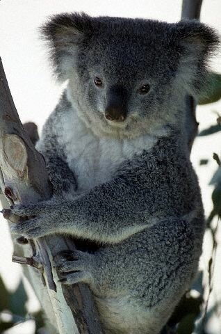 Sổ tay du lịch so tay du lich Sotaydulich Sotay Dulich Khampha Kham Pha Bui Đáng yêu loài gấu Koala