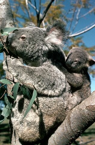 Sổ tay du lịch so tay du lich Sotaydulich Sotay Dulich Khampha Kham Pha Bui Đáng yêu loài gấu Koala