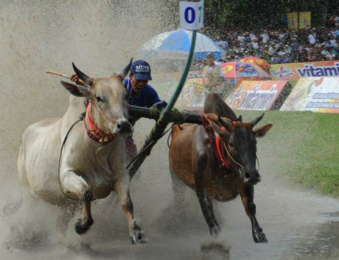 Sổ tay du lịch so tay du lich Sotaydulich Sotay Dulich Khampha Kham Pha Bui Tưng bừng đua bò Bảy Núi