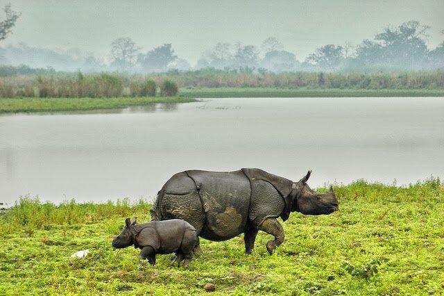 Sổ tay du lịch so tay du lich Sotaydulich Sotay Dulich Khampha Kham Pha Bui Ngắm động vật ở vườn quốc gia Kaziranga