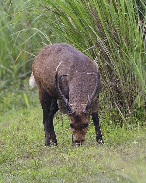 Sổ tay du lịch so tay du lich Sotaydulich Sotay Dulich Khampha Kham Pha Bui Ngắm động vật ở vườn quốc gia Kaziranga