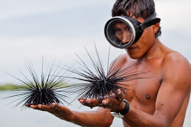 Sổ tay du lịch so tay du lich Sotaydulich Sotay Dulich Khampha Kham Pha Bui Pelican sào huyệt cướp biển vùng Panama