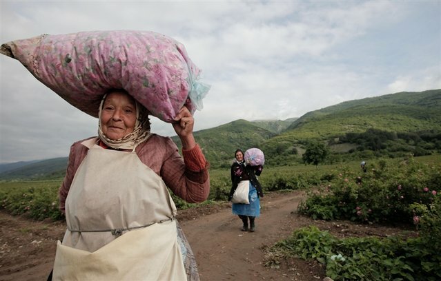 Sổ tay du lịch so tay du lich Sotaydulich Sotay Dulich Khampha Kham Pha Bui Rose Valley Thung lũng hoa hồng nổi tiếng ở Bulgaria