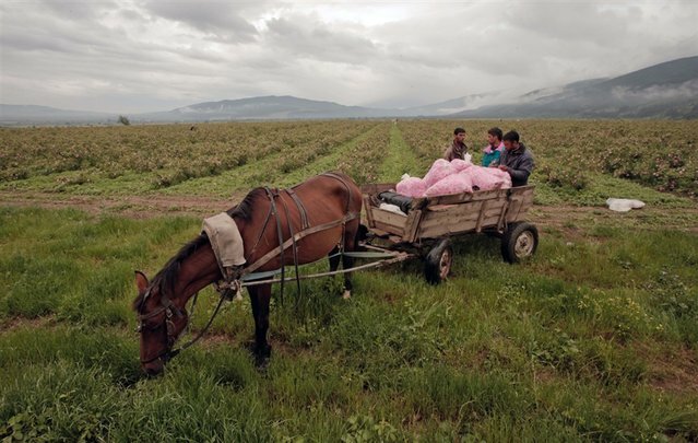 Sổ tay du lịch so tay du lich Sotaydulich Sotay Dulich Khampha Kham Pha Bui Rose Valley Thung lũng hoa hồng nổi tiếng ở Bulgaria