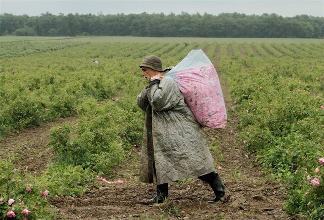 Sổ tay du lịch so tay du lich Sotaydulich Sotay Dulich Khampha Kham Pha Bui Rose Valley Thung lũng hoa hồng nổi tiếng ở Bulgaria