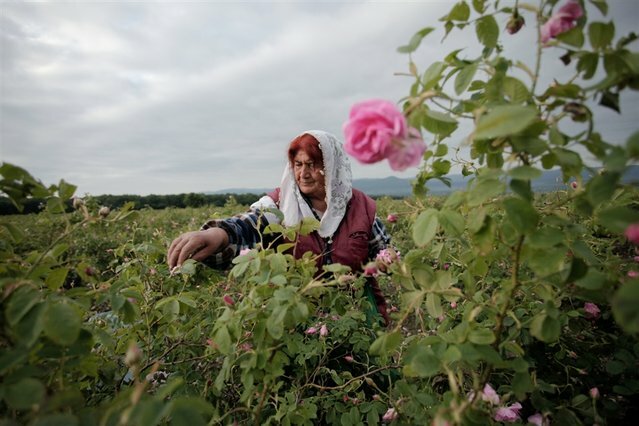 Sổ tay du lịch so tay du lich Sotaydulich Sotay Dulich Khampha Kham Pha Bui Rose Valley Thung lũng hoa hồng nổi tiếng ở Bulgaria