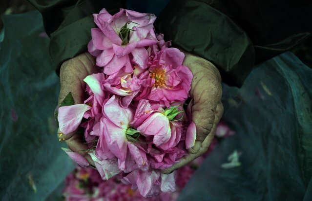 Sổ tay du lịch so tay du lich Sotaydulich Sotay Dulich Khampha Kham Pha Bui Rose Valley Thung lũng hoa hồng nổi tiếng ở Bulgaria