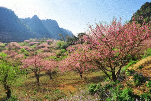 Sổ tay du lịch so tay du lich Sotaydulich Sotay Dulich Khampha Kham Pha Bui Valentine lãng mạn trên cao nguyên Mộc Châu