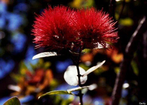 Sổ tay du lịch so tay du lich Sotaydulich Sotay Dulich Khampha Kham Pha Bui 7 truyền thuyết kỳ bí ở Hawaii