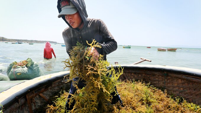 Sổ tay du lịch so tay du lich Sotaydulich Sotay Dulich Khampha Kham Pha Bui Về Hòn Đỏ ăn cá đối