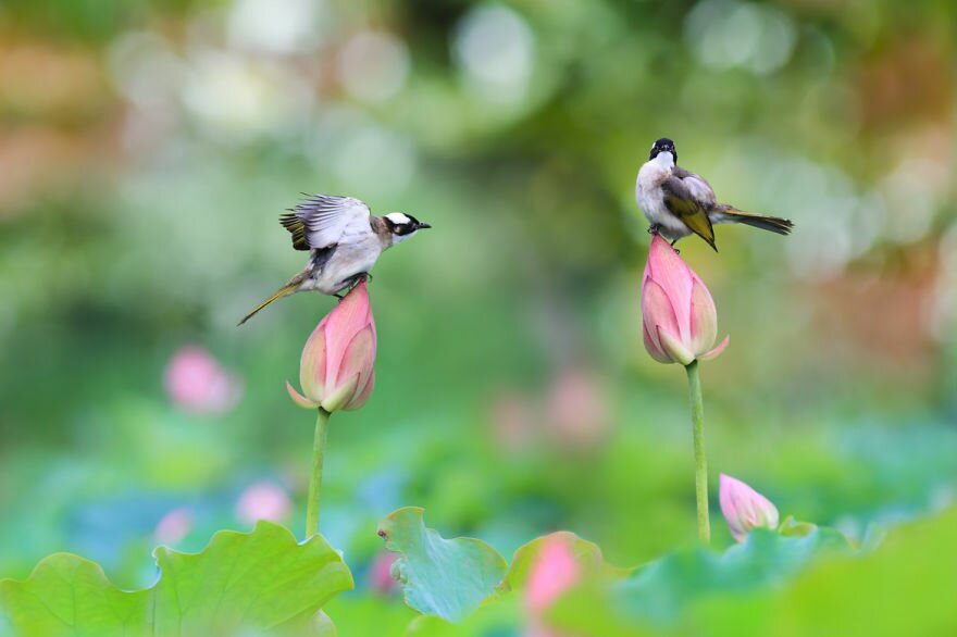 Sổ tay du lịch so tay du lich Sotaydulich Sotay Dulich Khampha Kham Pha Bui Cảnh sắc chim, hoa báo hiệu mùa xuân