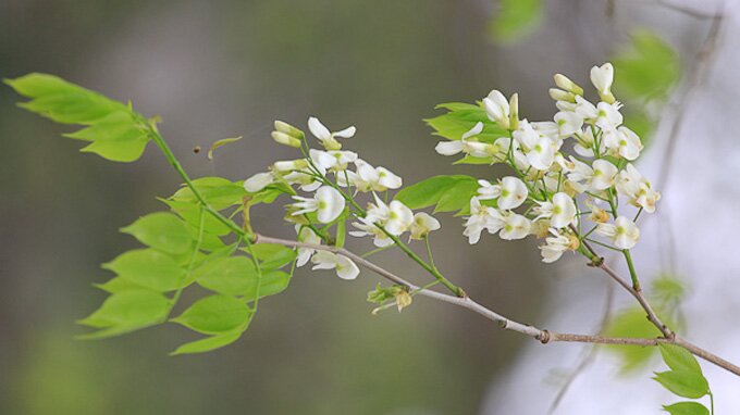 Sổ tay du lịch so tay du lich Sotaydulich Sotay Dulich Khampha Kham Pha Bui Nhớ những mùa hoa sưa Hà Nội