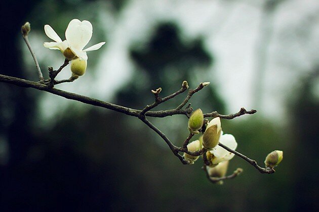 Sổ tay du lịch so tay du lich Sotaydulich Sotay Dulich Khampha Kham Pha Bui Thưởng lãm hoa xuân ở Hoàng Sơn