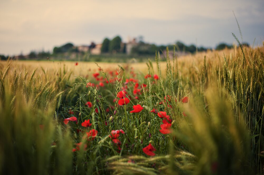 Sổ tay du lịch so tay du lich Sotaydulich Sotay Dulich Khampha Kham Pha Bui Thơ mộng những cánh đồng Tuscany