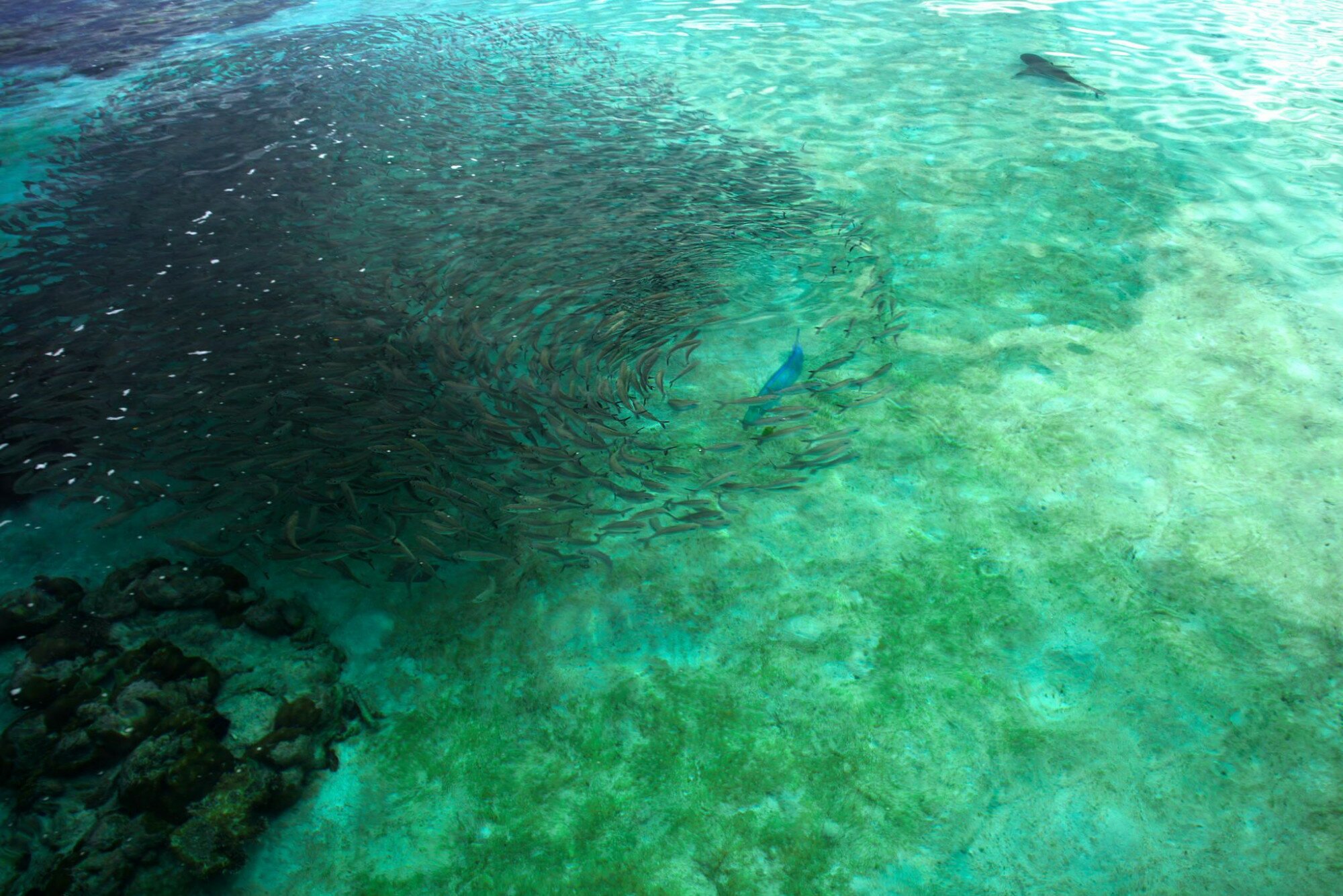 Sổ tay du lịch so tay du lich Sotaydulich Sotay Dulich Khampha Kham Pha Bui Truyền thuyết về Raja Ampat