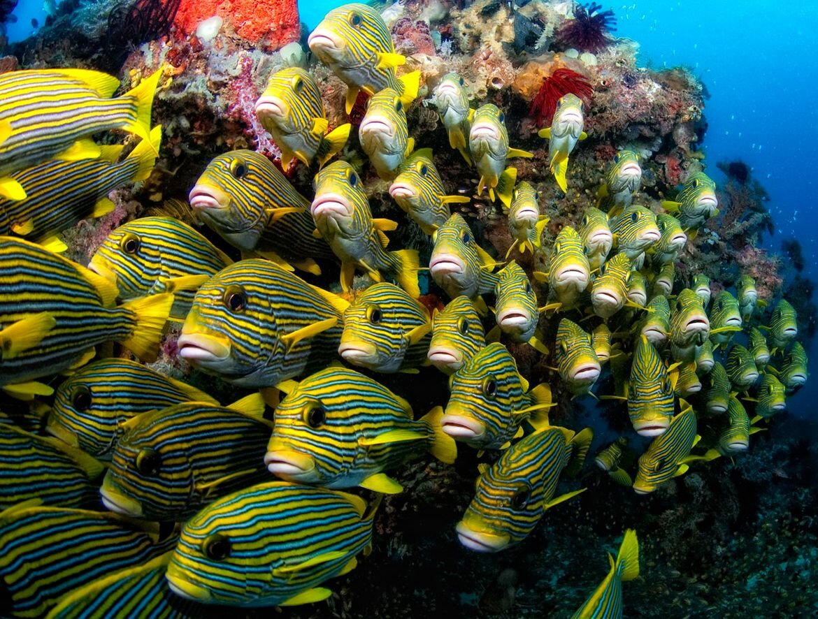 Sổ tay du lịch so tay du lich Sotaydulich Sotay Dulich Khampha Kham Pha Bui Truyền thuyết về Raja Ampat