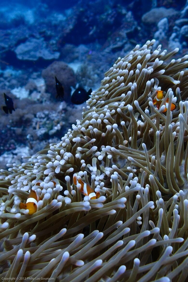 Sổ tay du lịch so tay du lich Sotaydulich Sotay Dulich Khampha Kham Pha Bui Truyền thuyết về Raja Ampat