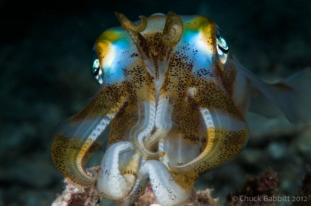 Sổ tay du lịch so tay du lich Sotaydulich Sotay Dulich Khampha Kham Pha Bui Truyền thuyết về Raja Ampat