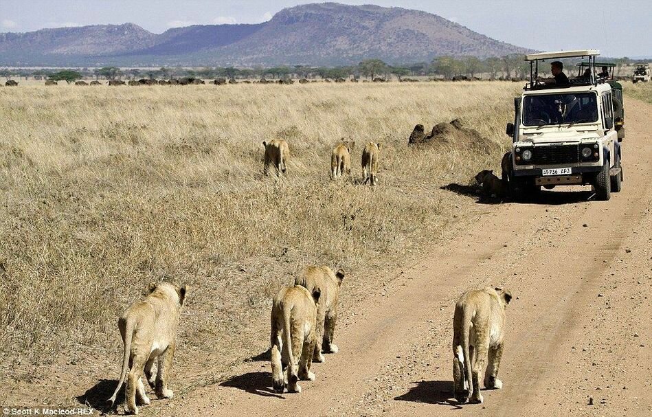 Sổ tay du lịch so tay du lich Sotaydulich Sotay Dulich Khampha Kham Pha Bui Xem sư tử săn mồi ở Tanzania