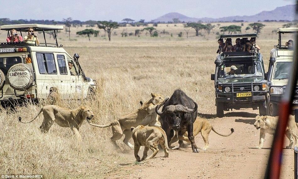 Sổ tay du lịch so tay du lich Sotaydulich Sotay Dulich Khampha Kham Pha Bui Xem sư tử săn mồi ở Tanzania