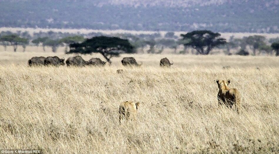 Sổ tay du lịch so tay du lich Sotaydulich Sotay Dulich Khampha Kham Pha Bui Xem sư tử săn mồi ở Tanzania