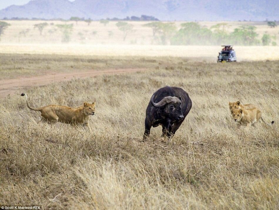 Sổ tay du lịch so tay du lich Sotaydulich Sotay Dulich Khampha Kham Pha Bui Xem sư tử săn mồi ở Tanzania