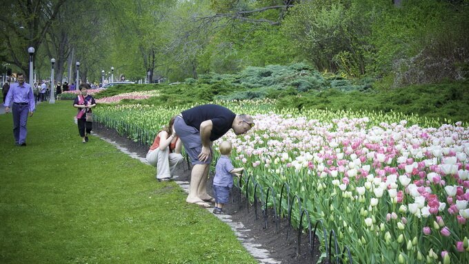 Sổ tay du lịch so tay du lich Sotaydulich Sotay Dulich Khampha Kham Pha Bui Canadian Tulip Festival Rực rỡ hội hoa tulip Canada