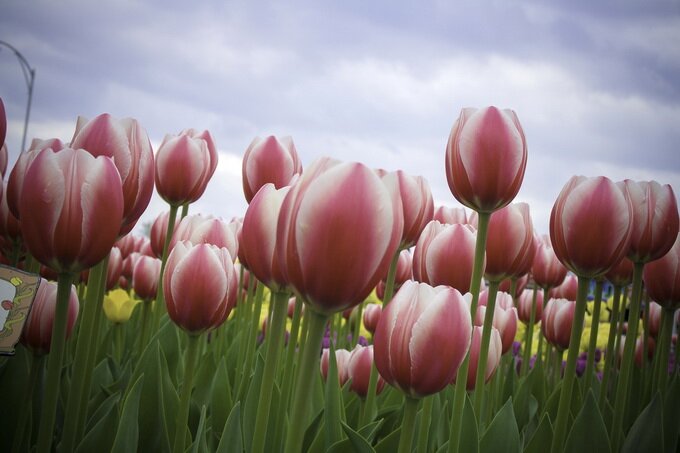 Sổ tay du lịch so tay du lich Sotaydulich Sotay Dulich Khampha Kham Pha Bui Canadian Tulip Festival Rực rỡ hội hoa tulip Canada