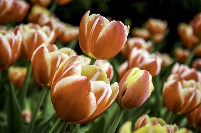 Sổ tay du lịch so tay du lich Sotaydulich Sotay Dulich Khampha Kham Pha Bui Canadian Tulip Festival Rực rỡ hội hoa tulip Canada