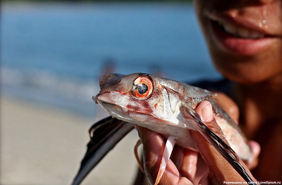 Sổ tay du lịch so tay du lich Sotaydulich Sotay Dulich Khampha Kham Pha Bui Độc đáo loài cá bay trên biển