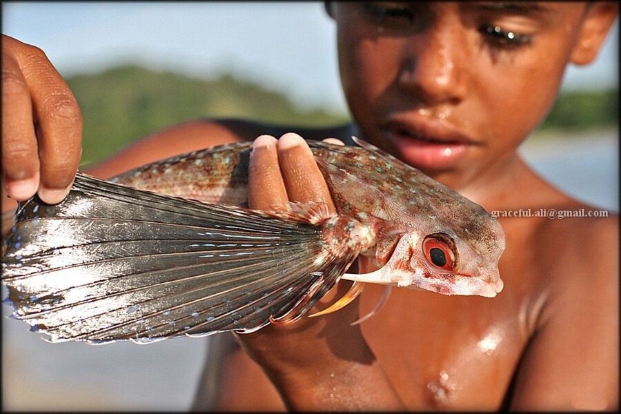 Sổ tay du lịch so tay du lich Sotaydulich Sotay Dulich Khampha Kham Pha Bui Độc đáo loài cá bay trên biển