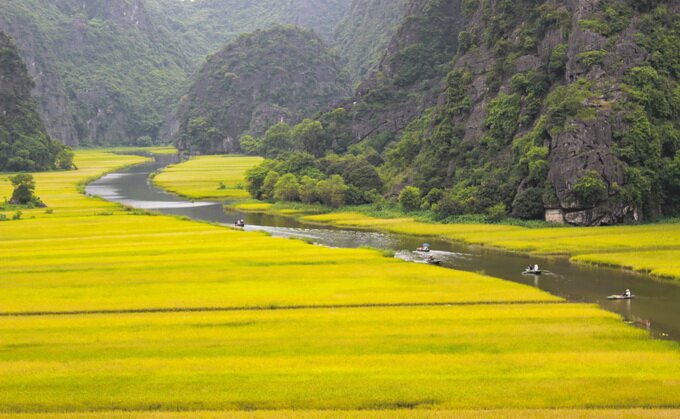 Sổ tay du lịch so tay du lich Sotaydulich Sotay Dulich Khampha Kham Pha Bui Mùa vàng trên Ngô Đồng giang