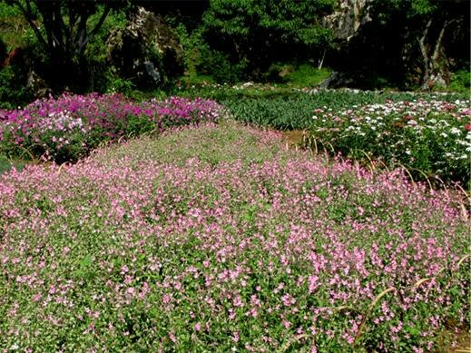 Sổ tay du lịch so tay du lich Sotaydulich Sotay Dulich Khampha Kham Pha Bui Một lần đến Sapa