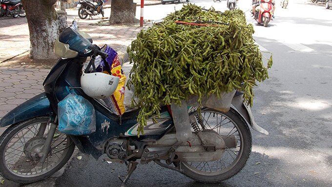 Sổ tay du lịch so tay du lich Sotaydulich Sotay Dulich Khampha Kham Pha Bui Mùa đậu tương về trên phố