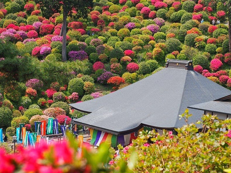 Sổ tay du lịch so tay du lich Sotaydulich Sotay Dulich Khampha Kham Pha Bui Tuyệt đẹp hoa đỗ quyên ở ngôi đền Shiofune Kannon-ji, Nhật Bản