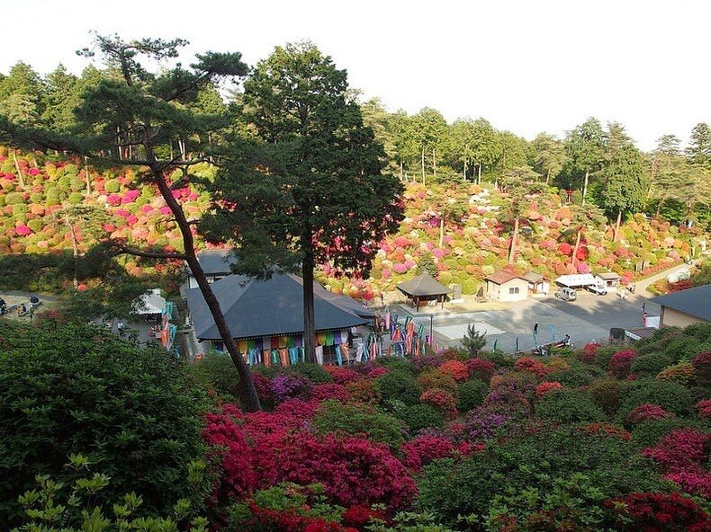 Sổ tay du lịch so tay du lich Sotaydulich Sotay Dulich Khampha Kham Pha Bui Tuyệt đẹp hoa đỗ quyên ở ngôi đền Shiofune Kannon-ji, Nhật Bản