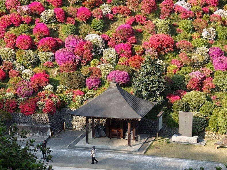 Sổ tay du lịch so tay du lich Sotaydulich Sotay Dulich Khampha Kham Pha Bui Tuyệt đẹp hoa đỗ quyên ở ngôi đền Shiofune Kannon-ji, Nhật Bản