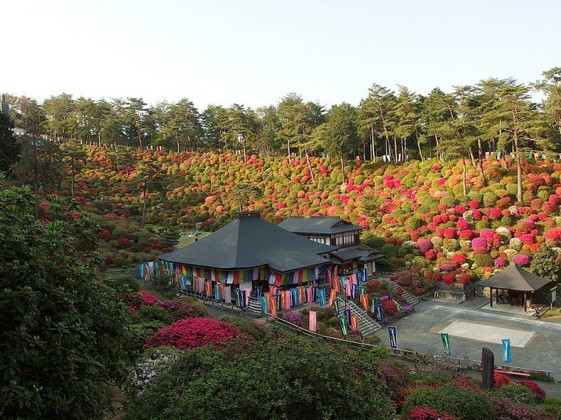 Sổ tay du lịch so tay du lich Sotaydulich Sotay Dulich Khampha Kham Pha Bui Tuyệt đẹp hoa đỗ quyên ở ngôi đền Shiofune Kannon-ji, Nhật Bản