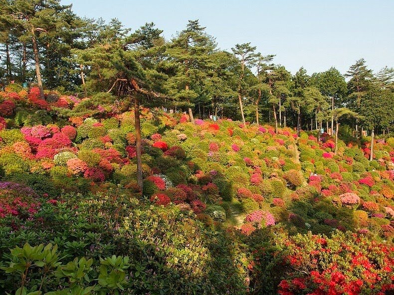 Sổ tay du lịch so tay du lich Sotaydulich Sotay Dulich Khampha Kham Pha Bui Tuyệt đẹp hoa đỗ quyên ở ngôi đền Shiofune Kannon-ji, Nhật Bản