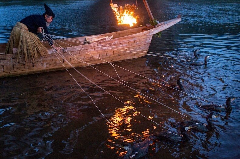 Sổ tay du lịch so tay du lich Sotaydulich Sotay Dulich Khampha Kham Pha Bui Ukai - Nghệ thuật bắt cá bằng chim cốc ở Nhật Bản