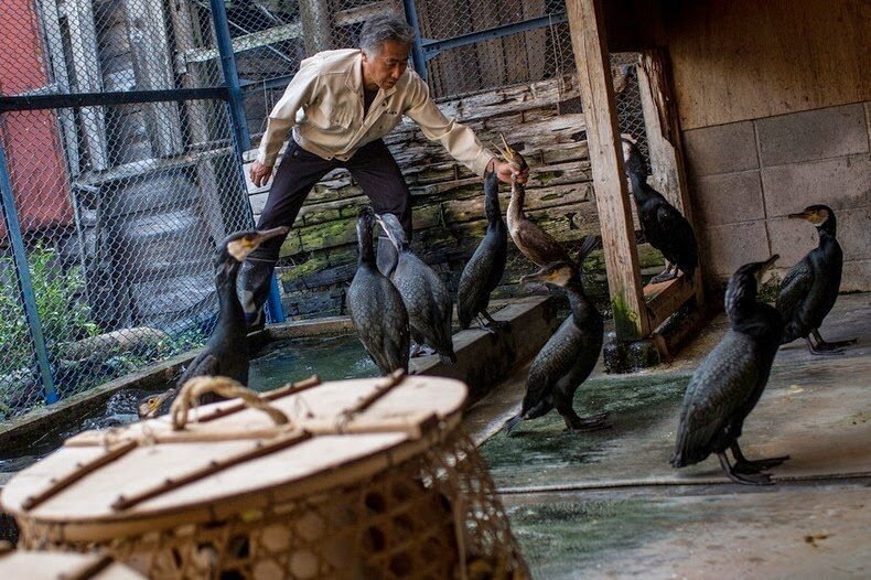 Sổ tay du lịch so tay du lich Sotaydulich Sotay Dulich Khampha Kham Pha Bui Ukai - Nghệ thuật bắt cá bằng chim cốc ở Nhật Bản