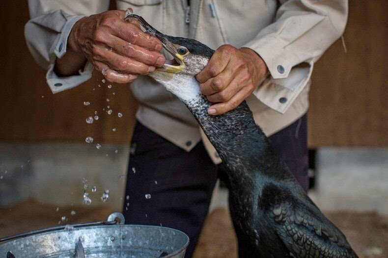 Sổ tay du lịch so tay du lich Sotaydulich Sotay Dulich Khampha Kham Pha Bui Ukai - Nghệ thuật bắt cá bằng chim cốc ở Nhật Bản