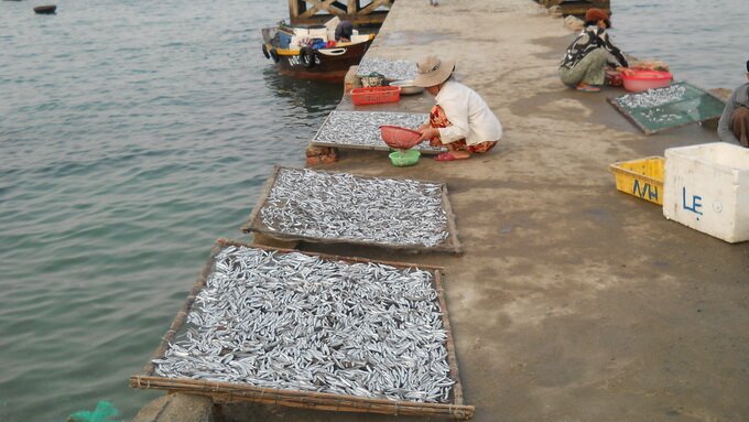 Sổ tay du lịch so tay du lich Sotaydulich Sotay Dulich Khampha Kham Pha Bui Ngon lắm cá cơm một nắng Cù Lao Chàm